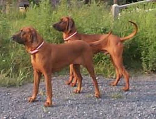 redbone coonhound dogs