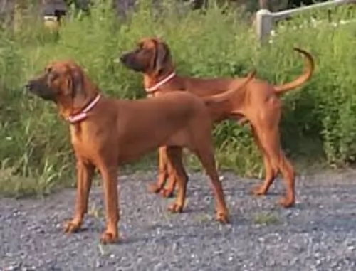 redbone coonhound dogs - caring