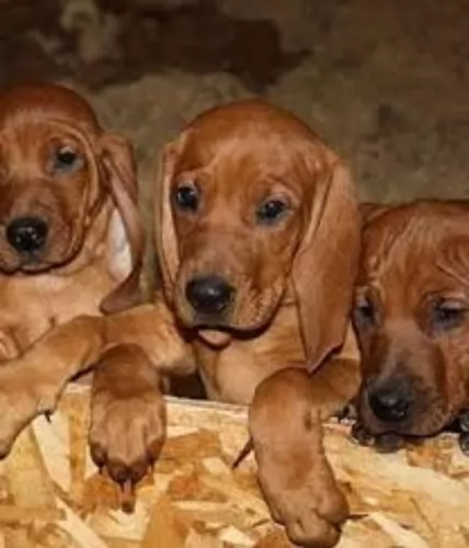 redbone coonhound puppies - health problems