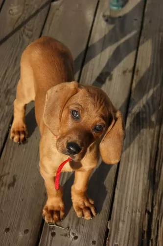redbone coonhound puppy - description