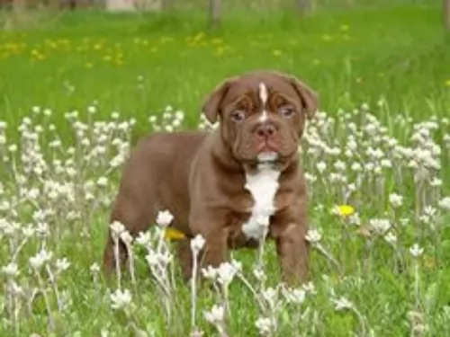 renascence bulldogge puppy - description