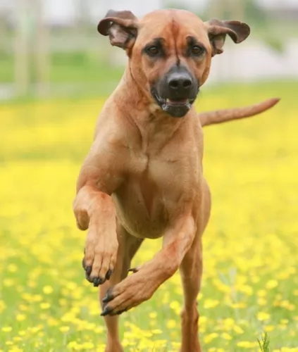 rhodesian ridgeback dog - characteristics