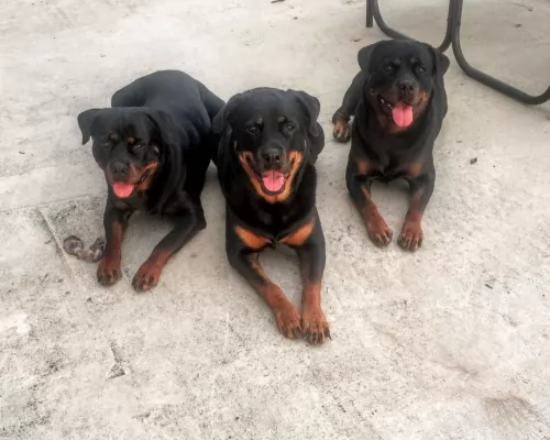 rottweiler dogs - caring