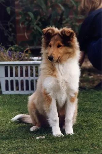 rough collie - history