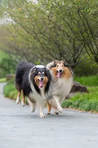 rough collie dogs - caring