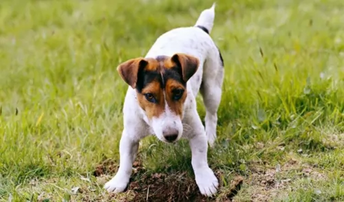 russell terrier - history