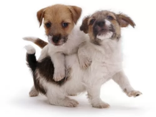 russell terrier puppies - health problems