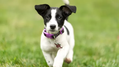 russell terrier puppy - description