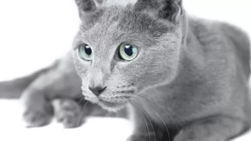russian blue cat - characteristics