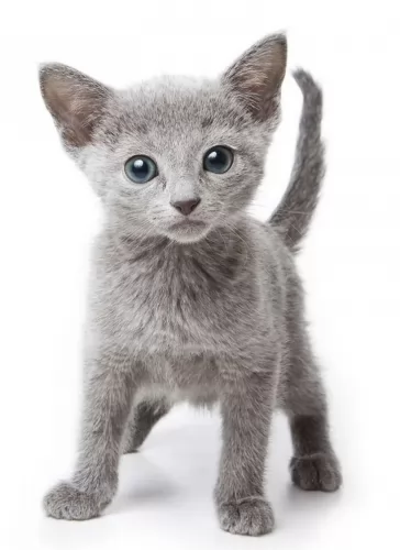 russian blue kitten - description