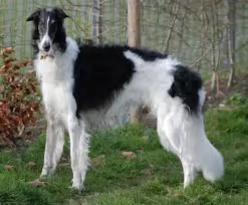russian hound dog - characteristics