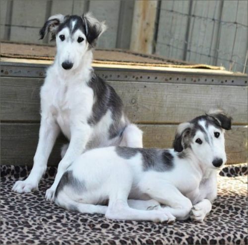 russian hound puppies