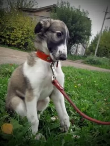 russian hound puppy - description