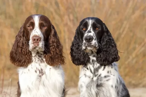 russian spaniel dogs - caring