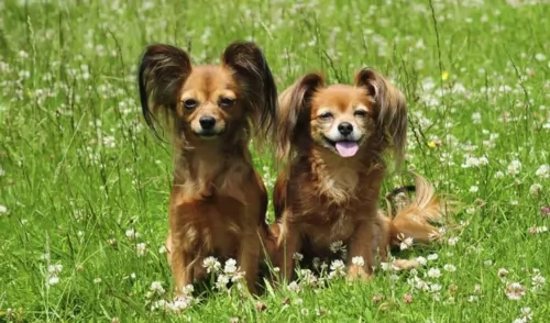 russian toy terrier dogs - caring