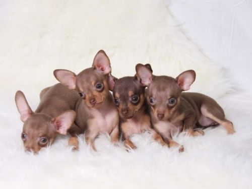 russian toy terrier puppies