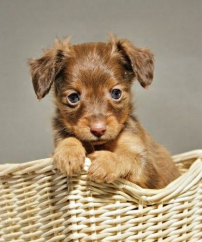 russian toy terrier puppy