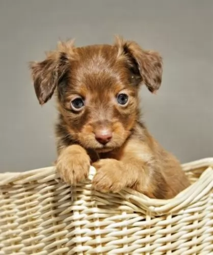 russian toy terrier puppy - description