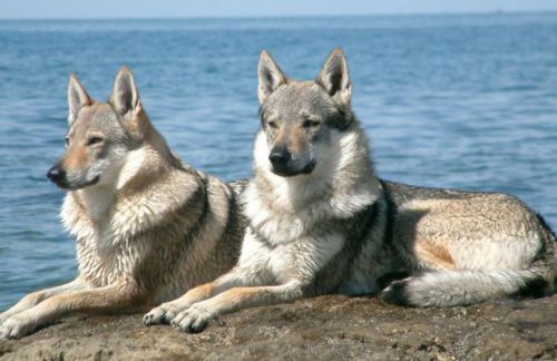saarlooswolfhond dogs