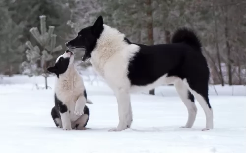 sakhalin husky dogs - caring
