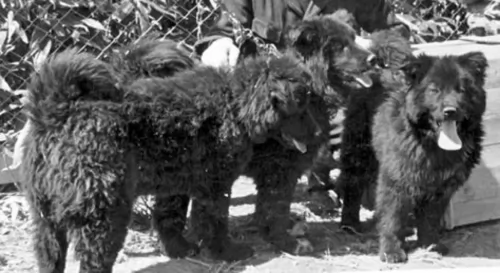sakhalin husky puppies - health problems