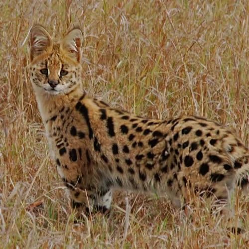 savannah cat - characteristics