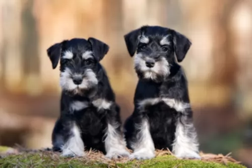 schnauzer puppies - health problems