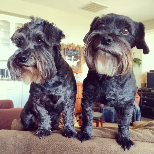 schnoodle dogs - caring