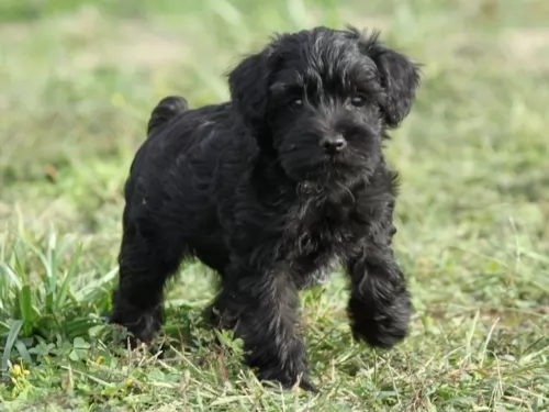 schnoodle puppy - description