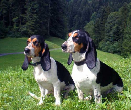 schweizer laufhund dogs