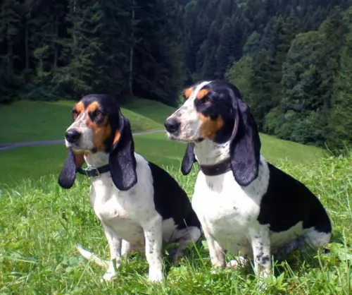 schweizer laufhund dogs - caring