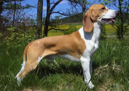 schweizer niederlaufhund dog - characteristics