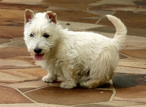 scoland terrier puppy - description