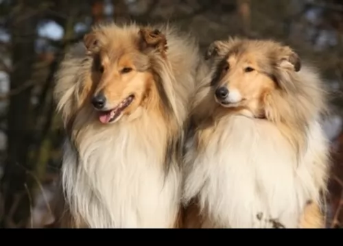 scotch collie dogs - caring