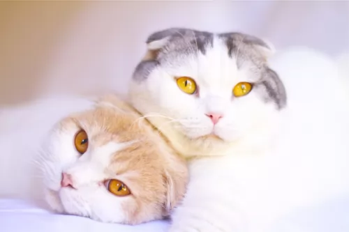 scottish fold cats - caring