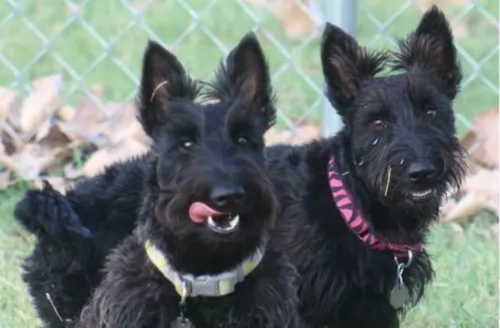 scottish terrier dogs - caring