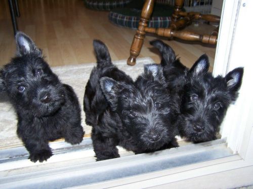 scottish terrier puppies