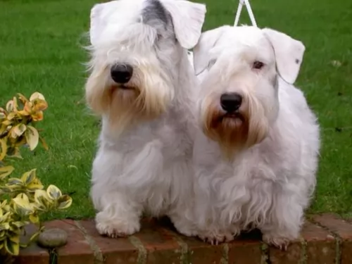 sealyham terrier dogs - caring