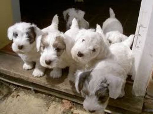 sealyham terrier puppies