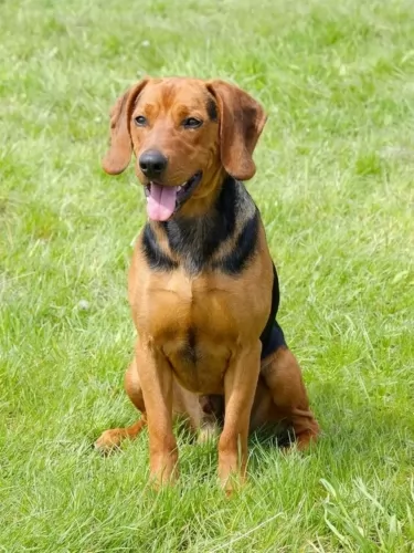 serbian hound dog - characteristics