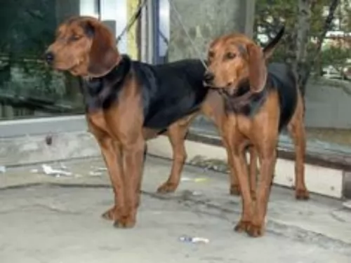serbian hound dogs - caring