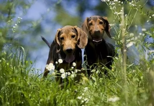serbian hound puppies - health problems