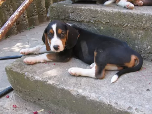 serbian hound puppy - description
