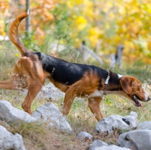 serbian tricolour hound dog