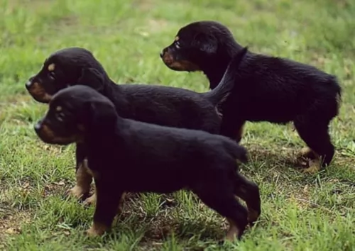 serbian tricolour hound puppies - health problems