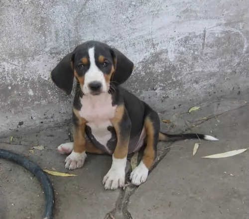 serbian tricolour hound puppy - description