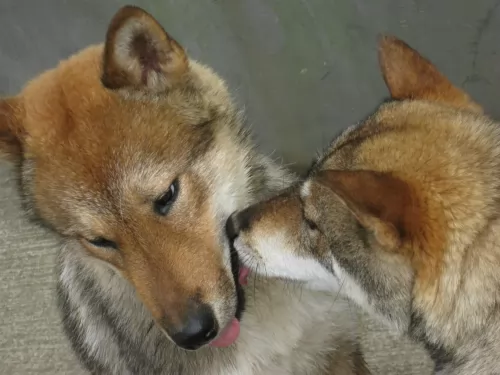 shikoku dogs - caring