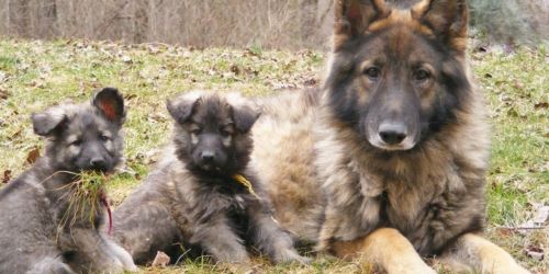 shiloh shepherd puppies