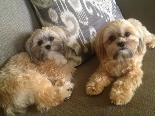 shorkie dogs - caring