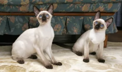 siamese cats - caring